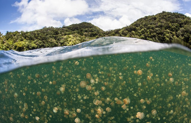動物天堂！細數(shù)全球被動物“占領(lǐng)”的勝地