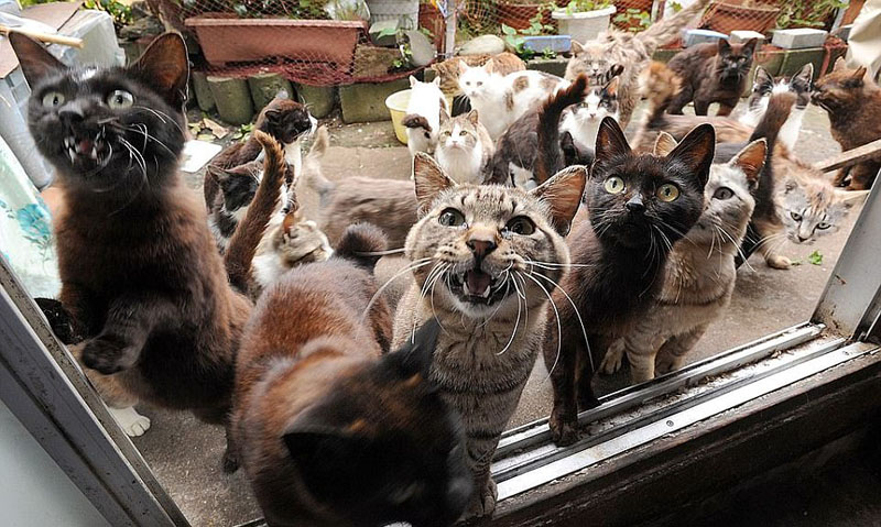 動物天堂！細數全球被動物“占領”的勝地