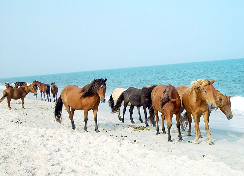 動物天堂！細數全球被動物“占領”的勝地