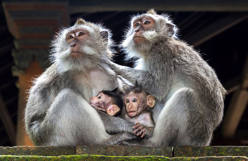 動物天堂！細數全球被動物“占領”的勝地