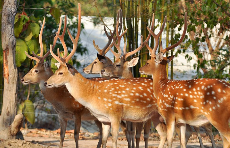 動物天堂！細數全球被動物“占領”的勝地