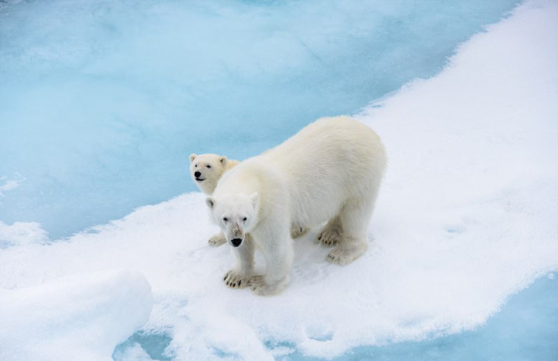 動物天堂！細數全球被動物“占領”的勝地