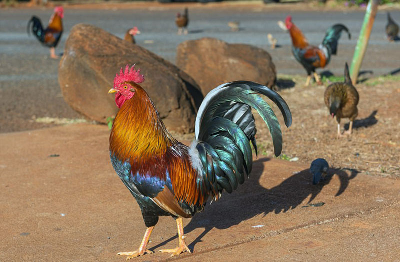 動物天堂！細數(shù)全球被動物“占領”的勝地