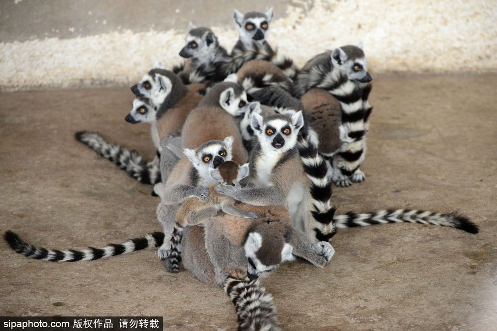 青島環尾狐猴添丁10口 個個呆萌可愛舔犢情深