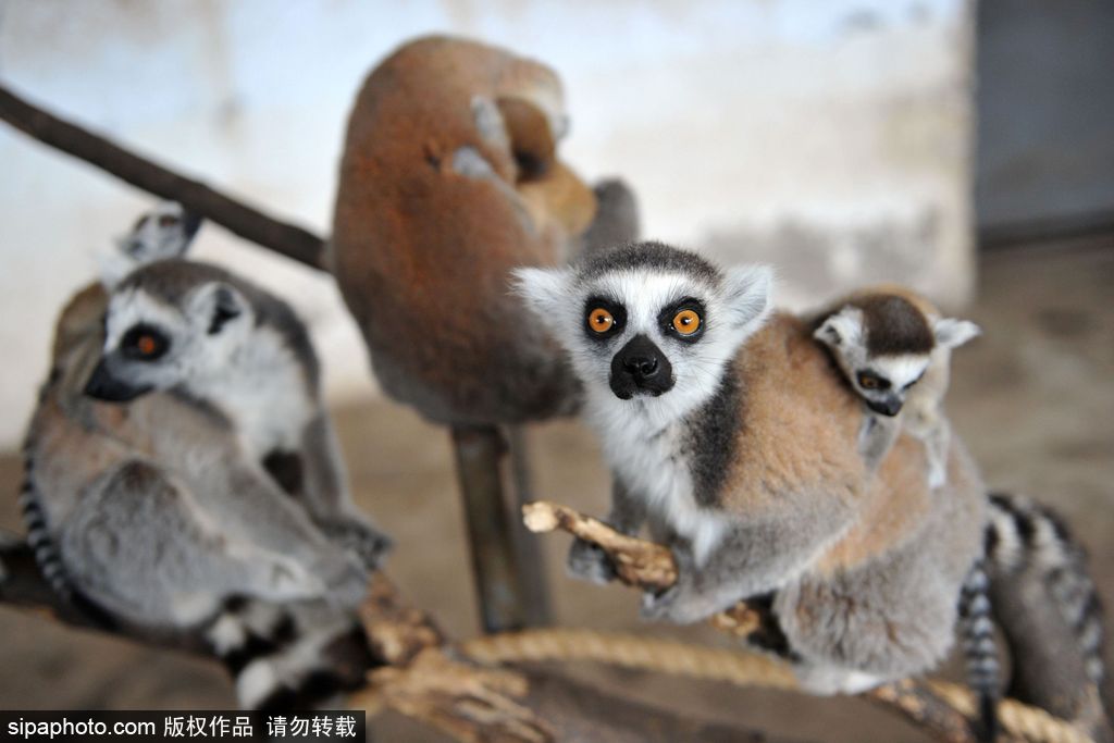 青島環(huán)尾狐猴添丁10口 個(gè)個(gè)呆萌可愛(ài)舔犢情深