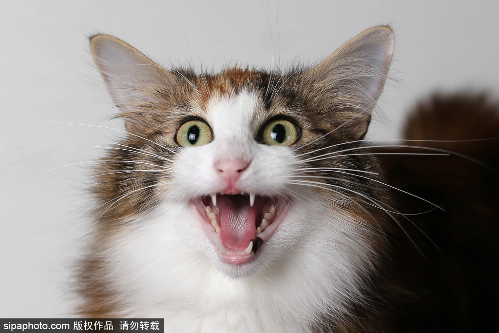 貓奴的天堂！愛爾蘭舉行至尊貓展 喵星人萌態百出呈現表情包