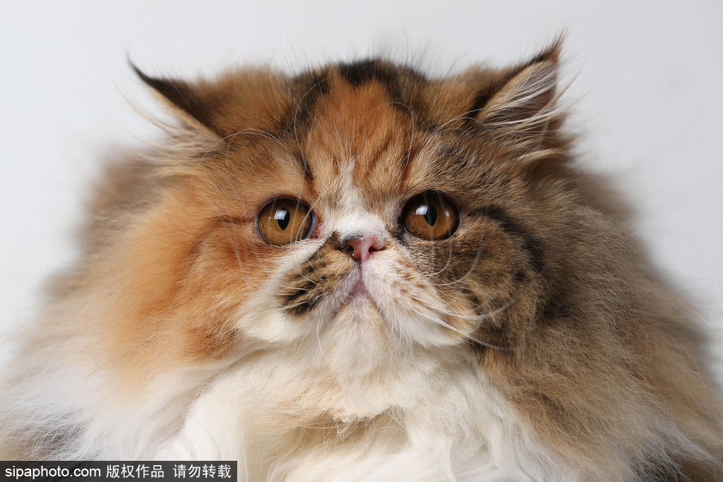 貓奴的天堂！愛爾蘭舉行至尊貓展 喵星人萌態百出呈現表情包