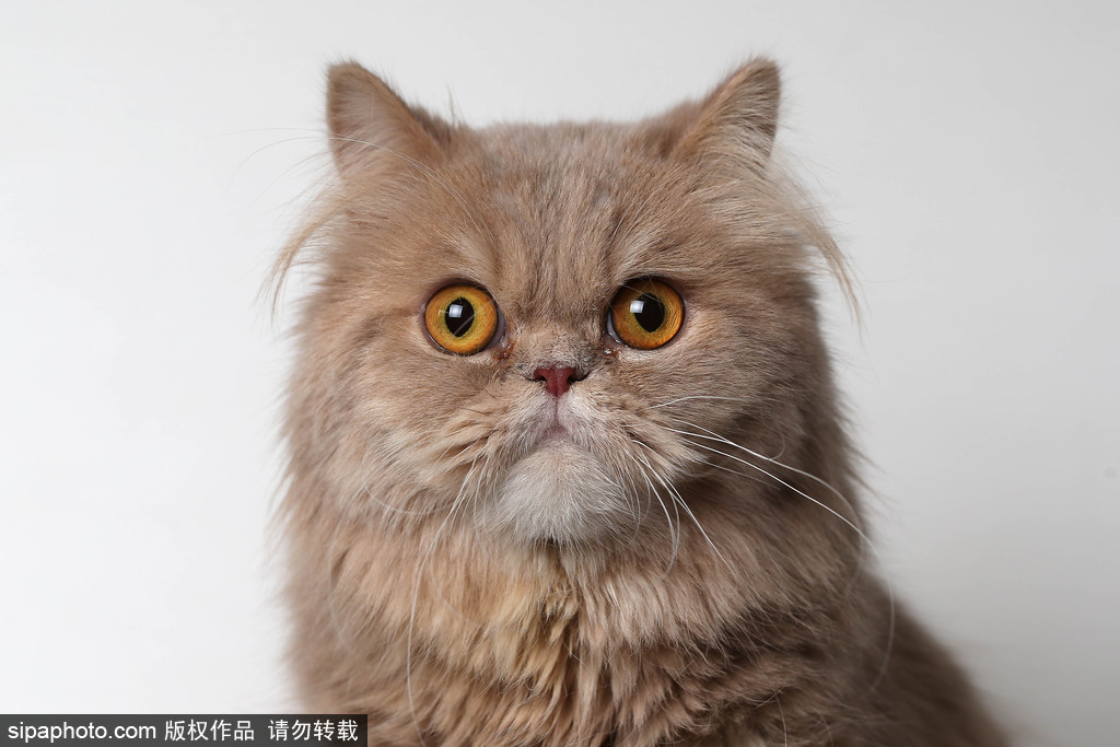 貓奴的天堂！愛爾蘭舉行至尊貓展 喵星人萌態百出呈現表情包