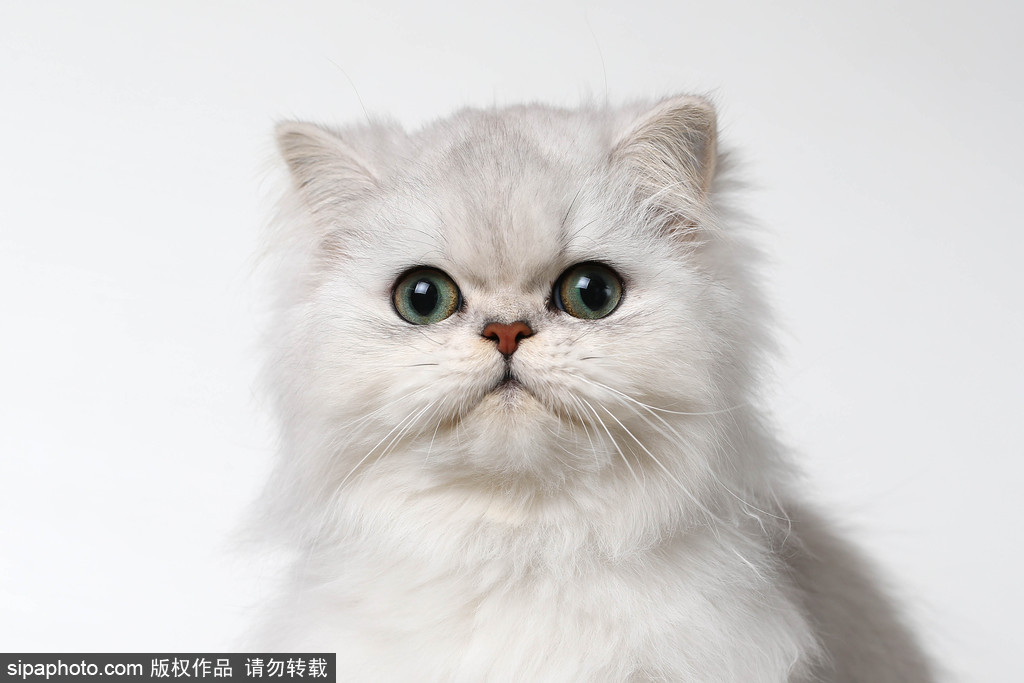 貓奴的天堂！愛爾蘭舉行至尊貓展 喵星人萌態百出呈現表情包