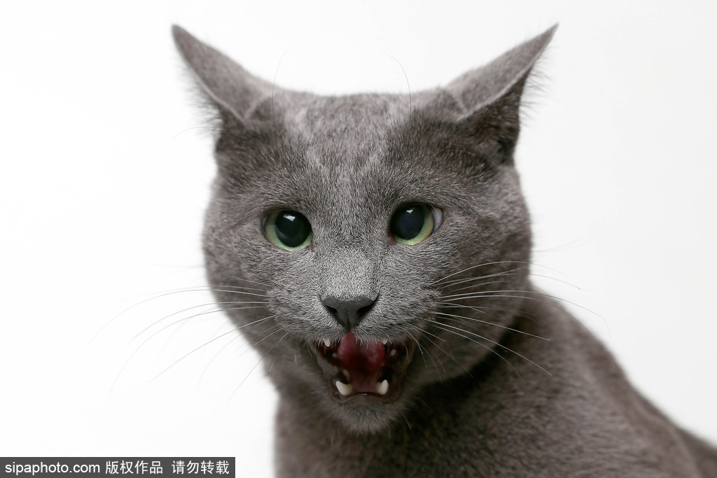 貓奴的天堂！愛爾蘭舉行至尊貓展 喵星人萌態(tài)百出呈現(xiàn)表情包