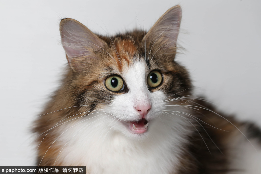 貓奴的天堂！愛爾蘭舉行至尊貓展 喵星人萌態(tài)百出呈現(xiàn)表情包