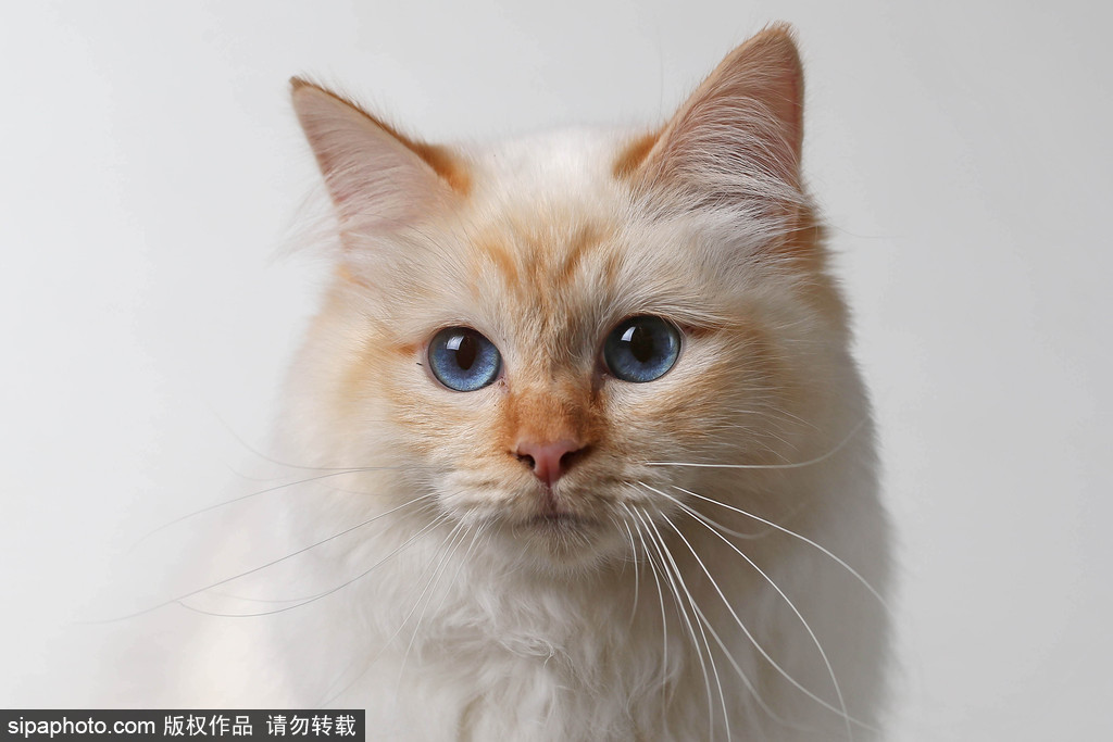 貓奴的天堂！愛爾蘭舉行至尊貓展 喵星人萌態百出呈現表情包