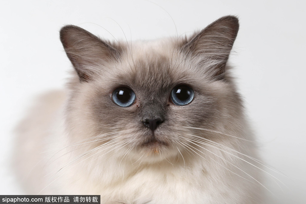 貓奴的天堂！愛爾蘭舉行至尊貓展 喵星人萌態百出呈現表情包