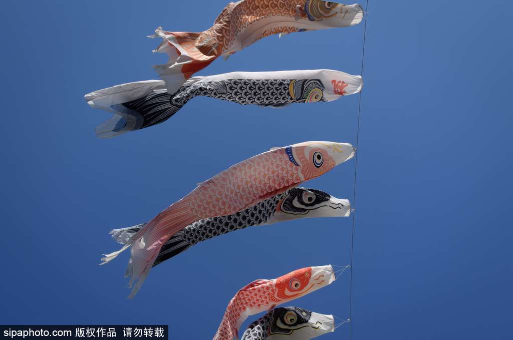 日本東京街頭鯉魚旗飄揚(yáng) 寄托祝福慶祝男孩節(jié)