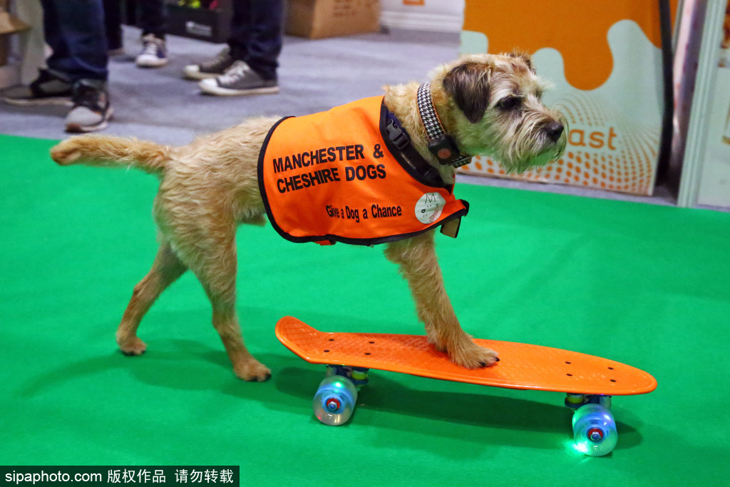 比比誰(shuí)更萌！英國(guó)舉行寵物大賽 各式各樣歡樂(lè)有趣