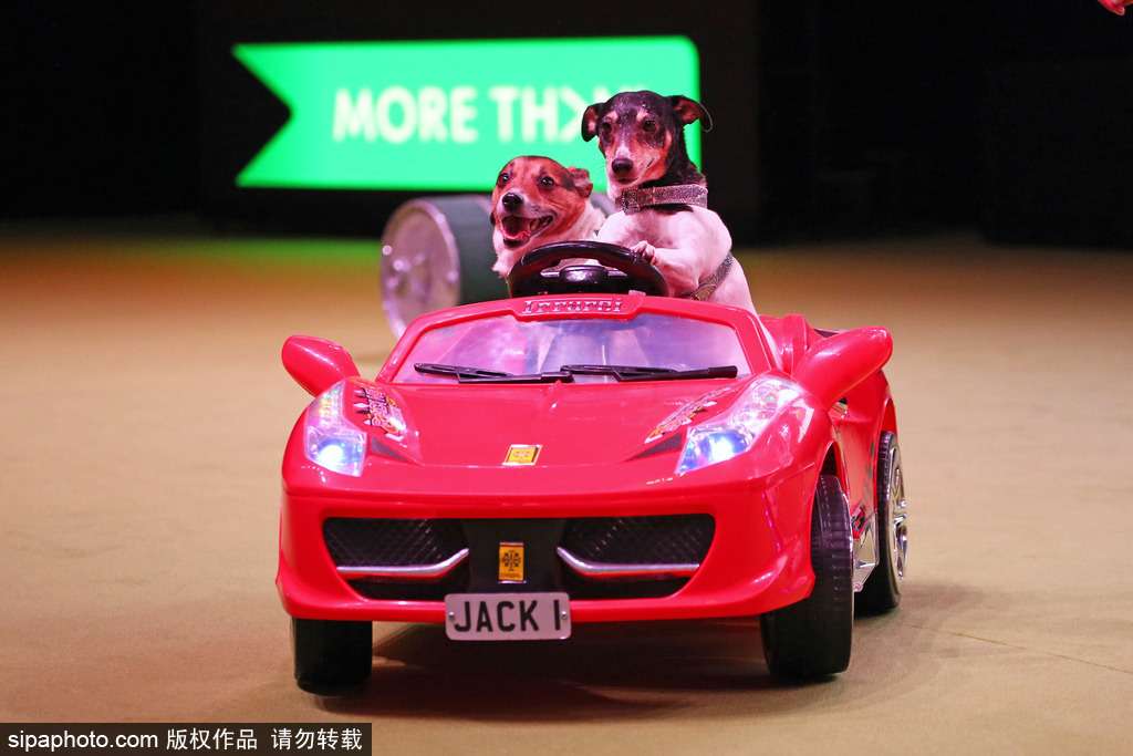 比比誰更萌！英國舉行寵物大賽 各式各樣歡樂有趣