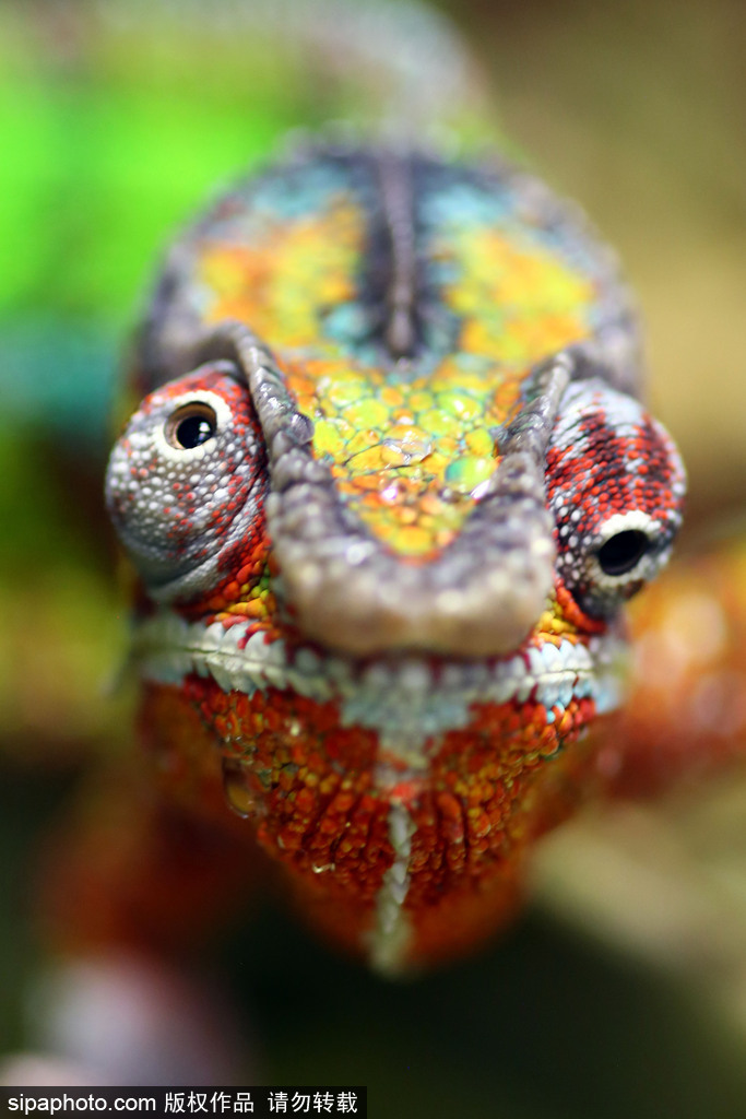 比比誰更萌！英國舉行寵物大賽 各式各樣歡樂有趣