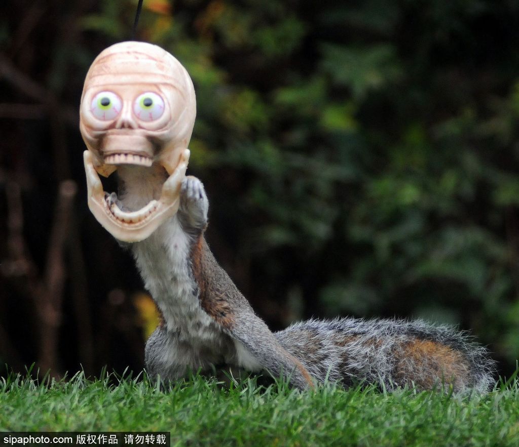 世界微笑日 看動(dòng)物笑容中的“語(yǔ)言”