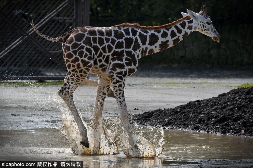 捷克動(dòng)物園里的長頸鹿 撒歡兒跳水坑呆傻可愛