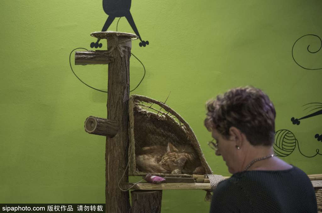 匈牙利布達佩斯貓咪咖啡館