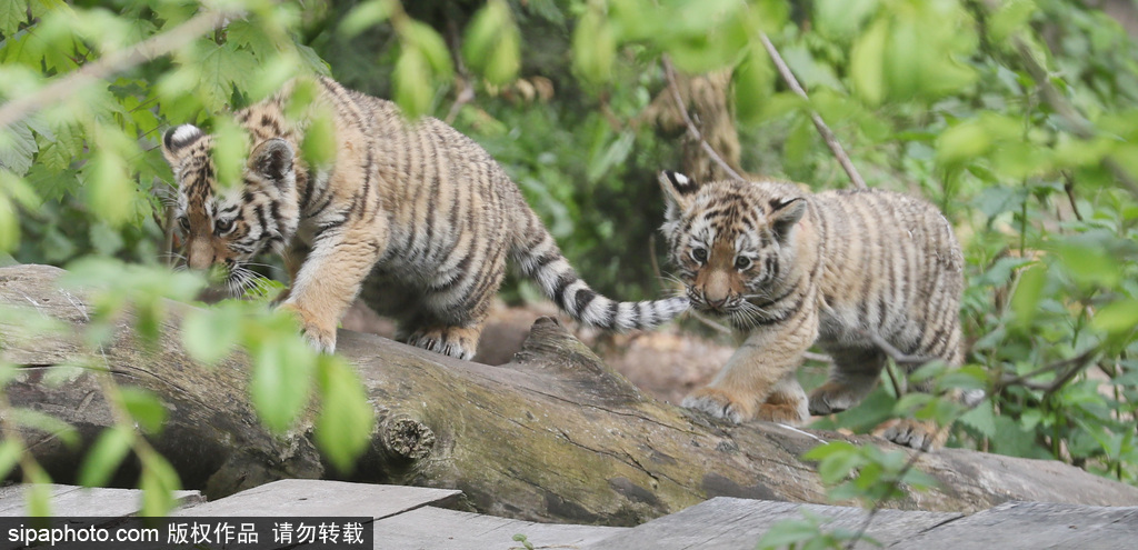 德國(guó)萊比錫：小老虎在媽媽陪同下首次亮相 呆萌可愛(ài)