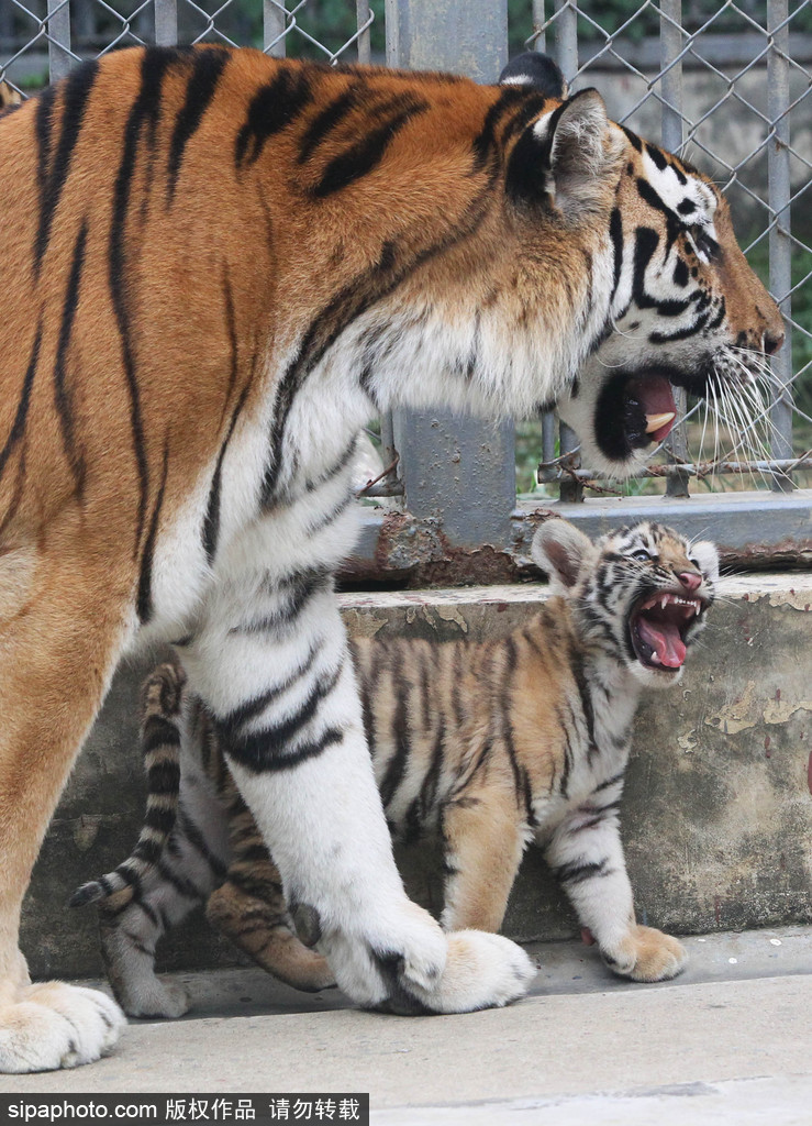 長大后我將成為你 母親節盤點動物界母子神同步