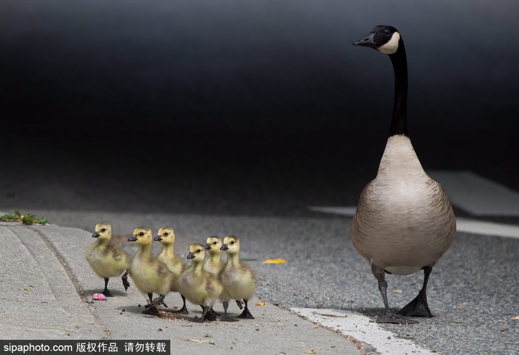 長大后我將成為你 母親節(jié)盤點(diǎn)動(dòng)物界母子神同步