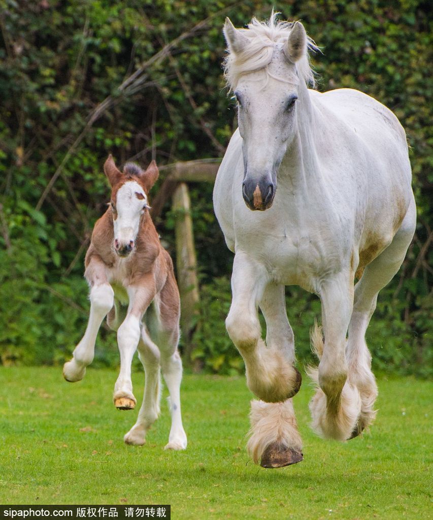 長大后我將成為你 母親節(jié)盤點動物界母子神同步