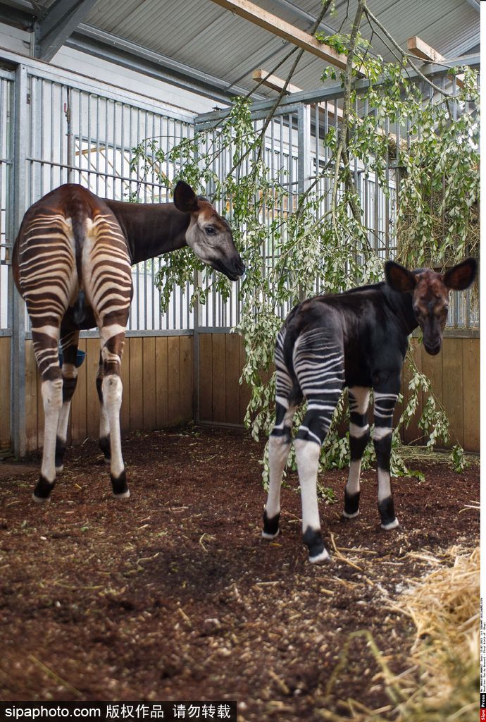 長大后我將成為你 母親節盤點動物界母子神同步