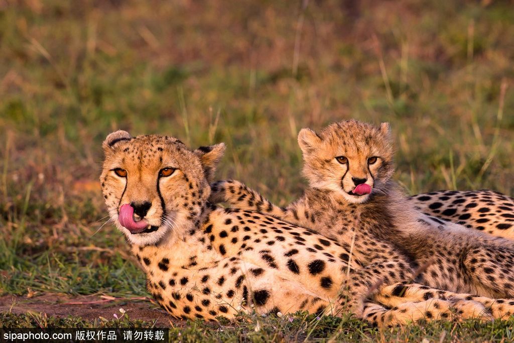 長大后我將成為你 母親節(jié)盤點動物界母子神同步