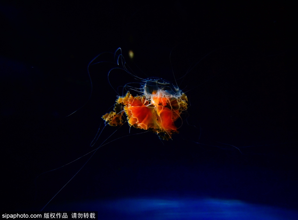 世界最大級(jí)別的水族館 日本大阪海游館
