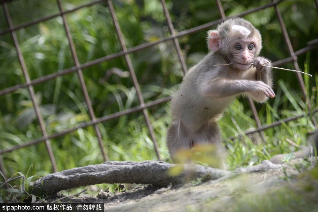 捷克動物園里的日本獼猴寶寶 依偎媽媽懷里呆萌可愛