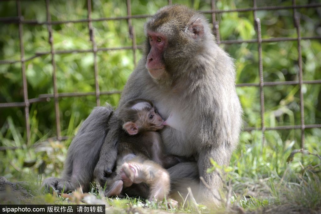 捷克動(dòng)物園里的日本獼猴寶寶 依偎媽媽懷里呆萌可愛