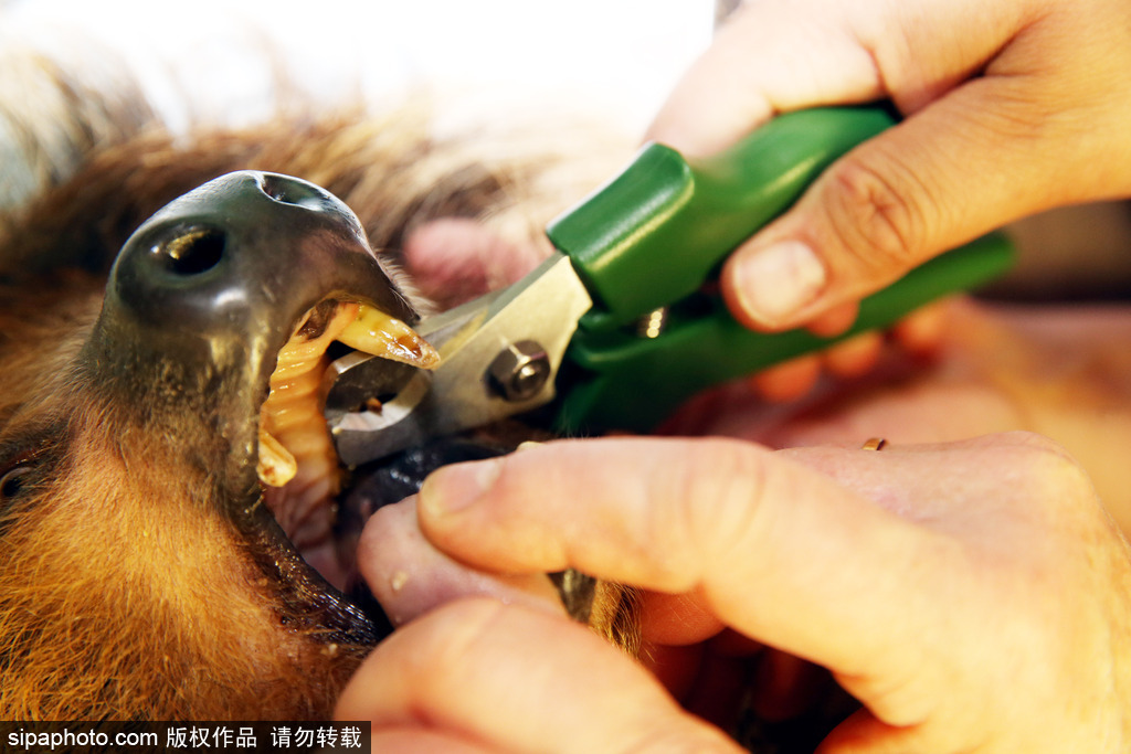 樹懶也有牙??？德國哈雷動物園樹懶接受牙醫(yī)治療