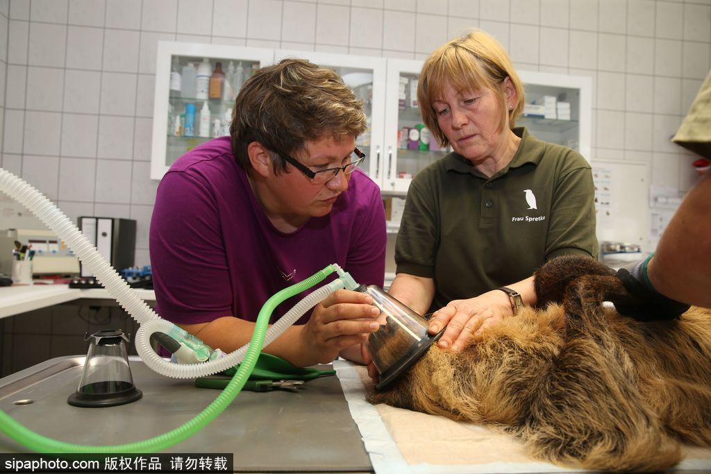 樹懶也有牙?。康聡讋?dòng)物園樹懶接受牙醫(yī)治療