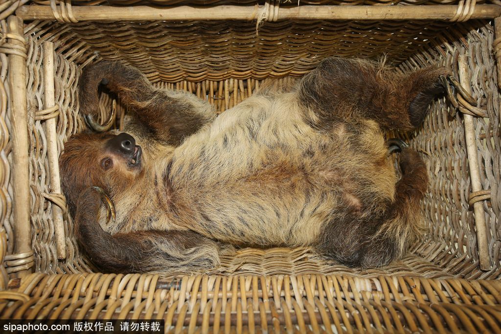 樹懶也有牙病？德國哈雷動物園樹懶接受牙醫治療