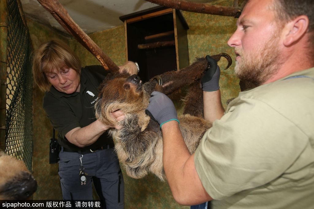 樹懶也有牙病？德國(guó)哈雷動(dòng)物園樹懶接受牙醫(yī)治療