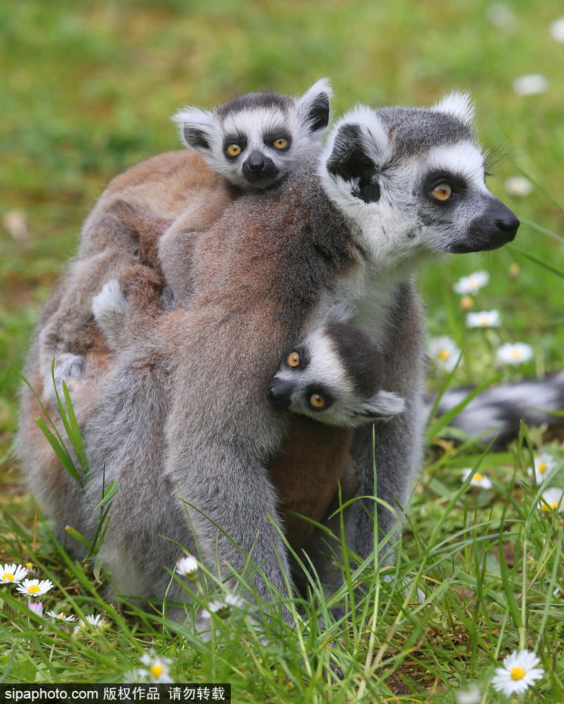 就是不撒手！環尾狐猴幼崽緊抱媽媽呆傻可愛