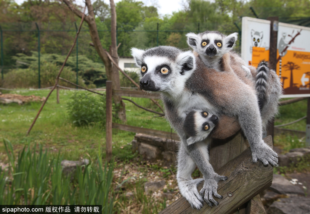 就是不撒手！環(huán)尾狐猴幼崽緊抱媽媽呆傻可愛(ài)