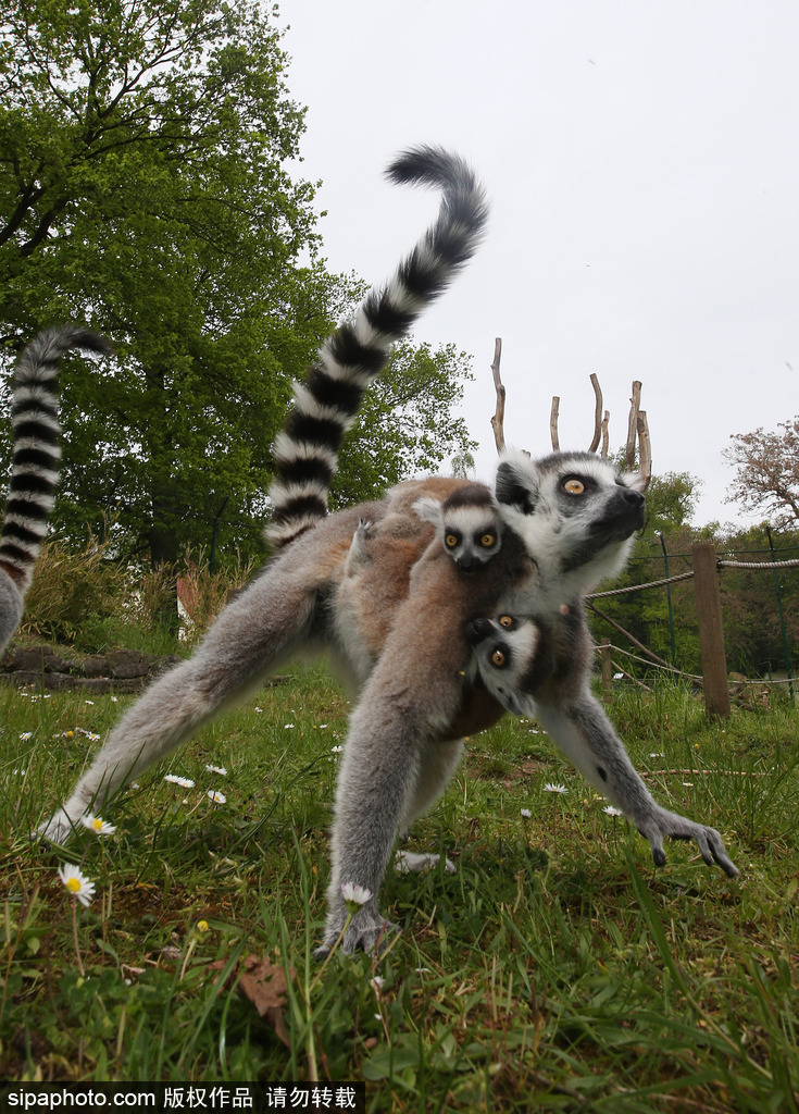 就是不撒手！環尾狐猴幼崽緊抱媽媽呆傻可愛