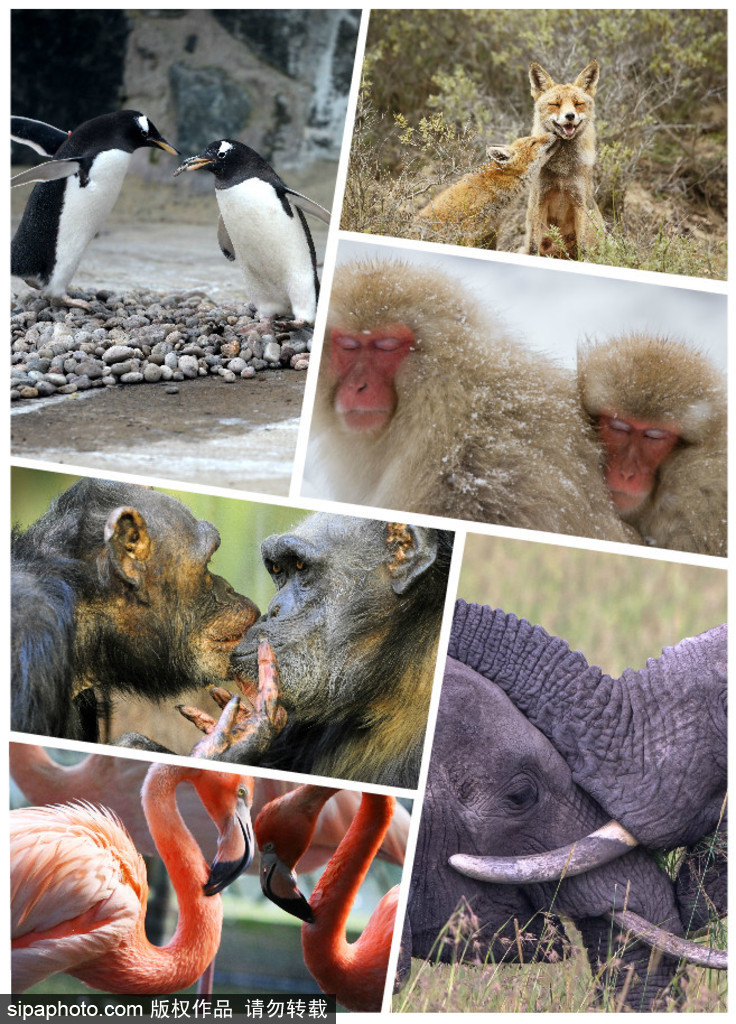 “520”愛(ài)不僅要說(shuō)出來(lái) 盤點(diǎn)動(dòng)物實(shí)力秀愛(ài)意