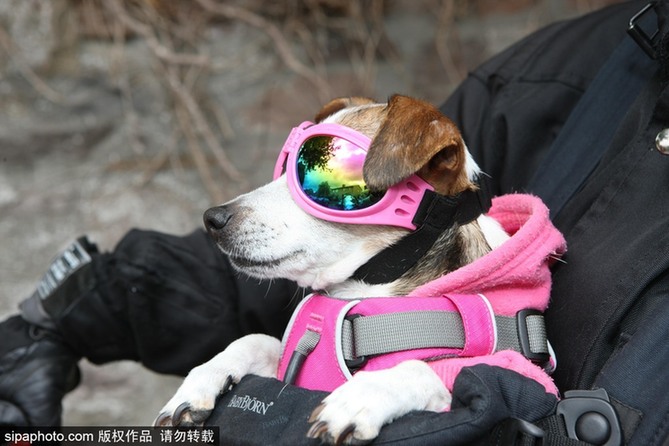 帶上汪星人去兜風(fēng) 主人為愛犬打造摩托車安全背帶