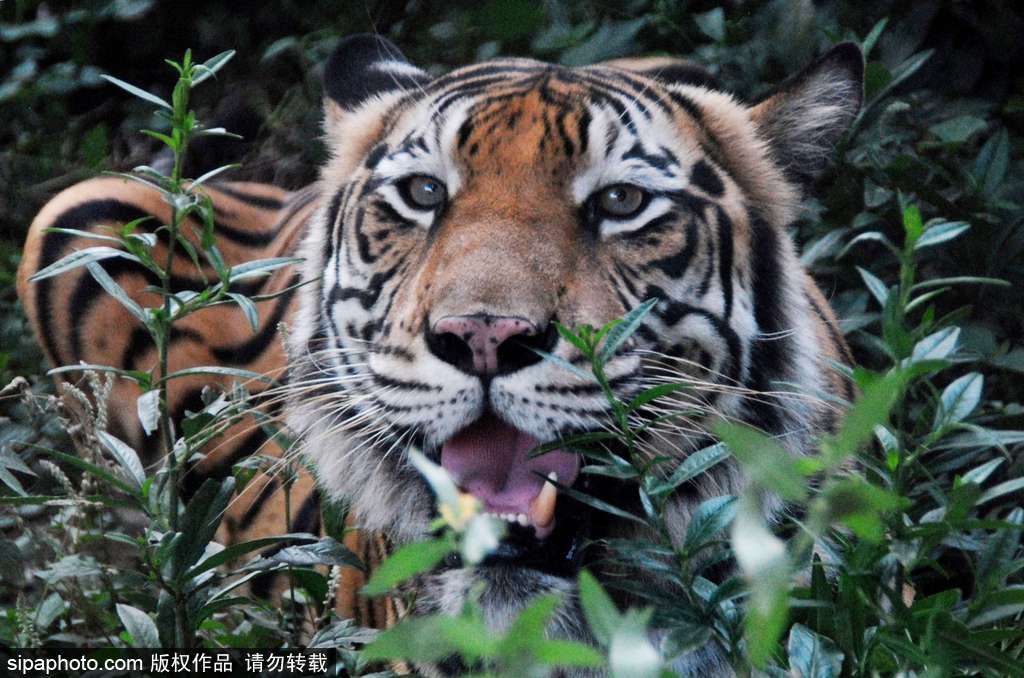 人與自然相處模式 印尼男子養(yǎng)老虎親密無間