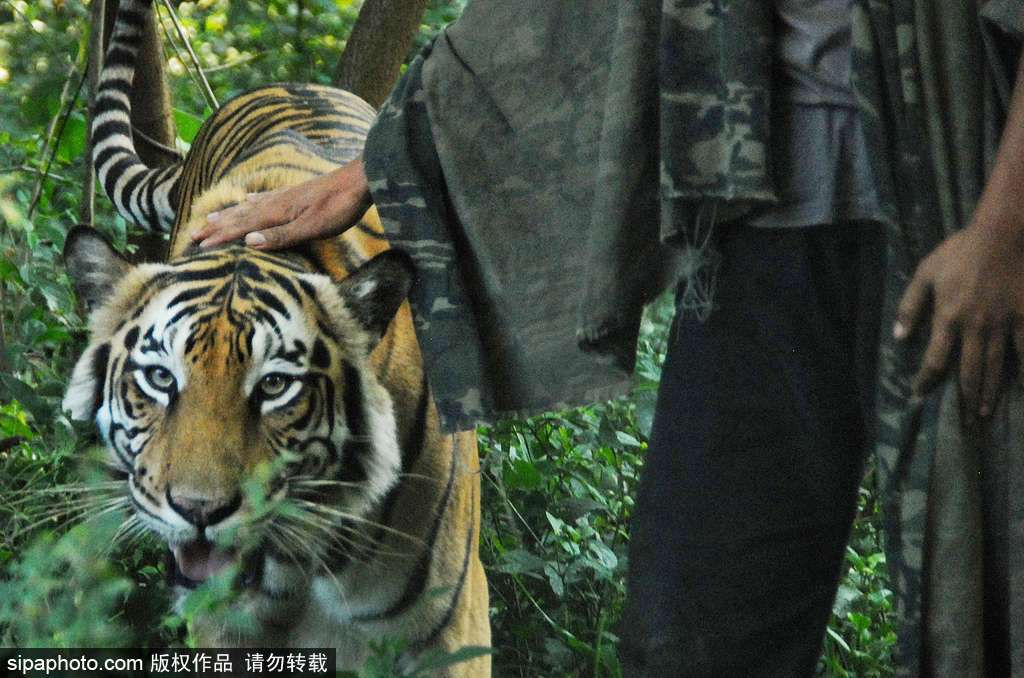 人與自然相處模式 印尼男子養老虎親密無間