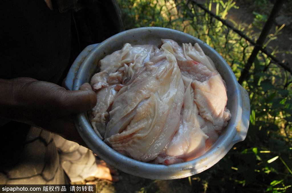 人與自然相處模式 印尼男子養老虎親密無間