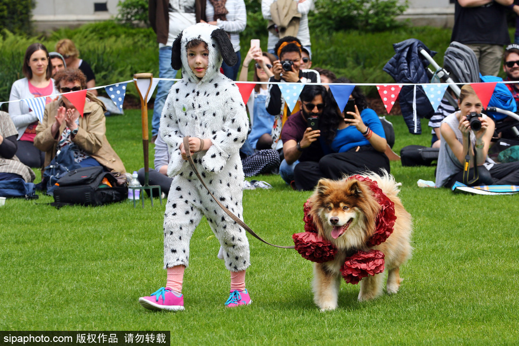 英國(guó)倫敦舉行“內(nèi)殿學(xué)院”狗狗展 超萌汪星人搞笑來(lái)襲