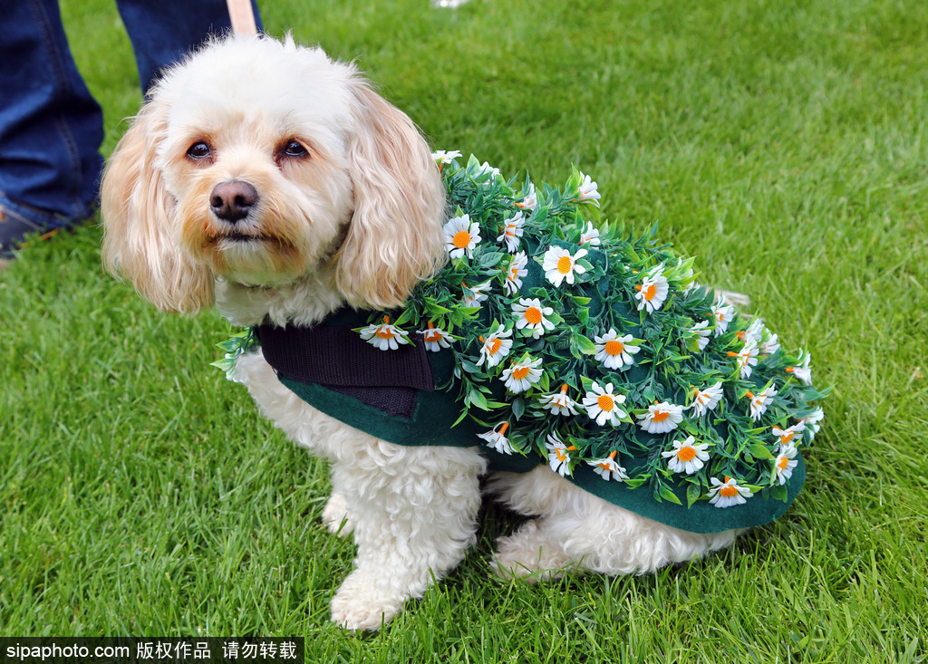 英國倫敦舉行“內殿學院”狗狗展 超萌汪星人搞笑來襲