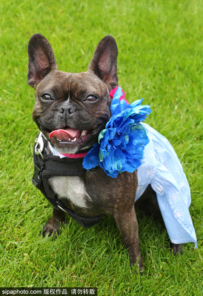 英國倫敦舉行“內殿學院”狗狗展 超萌汪星人搞笑來襲