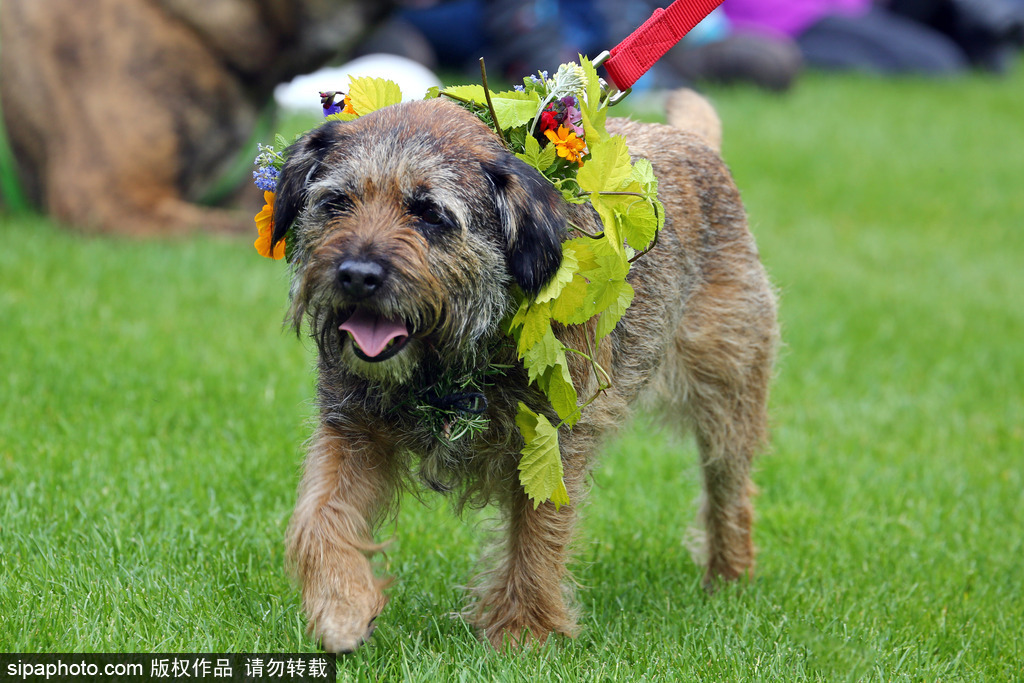 英國倫敦舉行“內(nèi)殿學院”狗狗展 超萌汪星人搞笑來襲