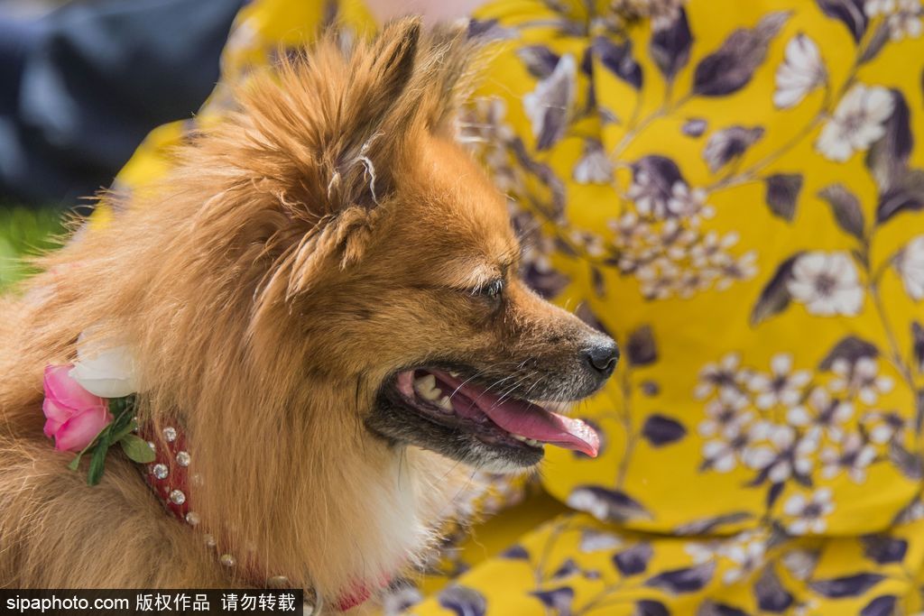 英國倫敦舉行“內(nèi)殿學(xué)院”狗狗展 超萌汪星人搞笑來襲